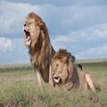 Lion wallpaper and background 2021