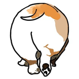 Corgi
