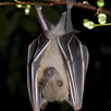 Bat Sounds APK