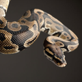 Python Serpent Snake Sounds