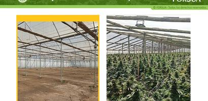 AutoCultivo Cannabis Screenshot 1
