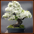 Bonsai Model Idea