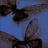 Papier peint papillon icône