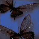 Fondo de pantalla de mariposa APK