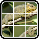 Animals slide Puzzle biểu tượng