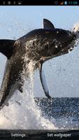 Shark Live Wallpaper ภาพหน้าจอ 2
