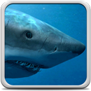 Requins Fond D'écran Animé APK