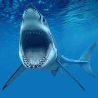 Requins Fond D'écran Animé Affiche