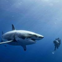 Requins Fond D'écran Animé capture d'écran 3