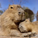 Cute Capybara Wallpapers APK