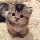 Cute Cats Wallpaper APK