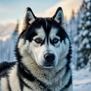 Husky Wallpapers HD APK