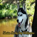 Siberian husky dog wallpapers APK