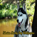 Siberian Husky Dog Wallpapers APK