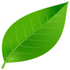 Leaf and Pebble icon