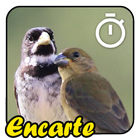 Coleiros: Cantos Para Encarte icône