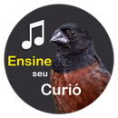 Curió Encarte APK