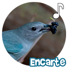 Sanhaço Encarte ikona