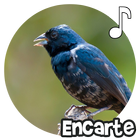 Tiziu Encarte आइकन