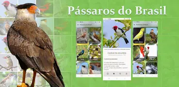 Pássaros Do Brasil