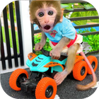 bibi the monkey video biểu tượng