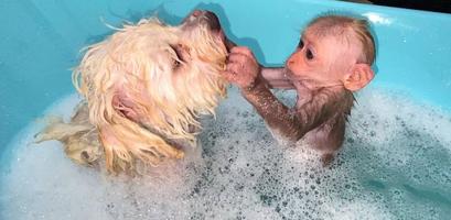 bibi the monkey video bài đăng