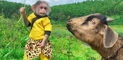 bibi the monkey video ảnh chụp màn hình 1