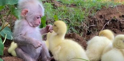 bibi the monkey video ảnh chụp màn hình 2