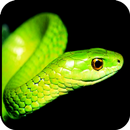 Snake Wallpaper APK