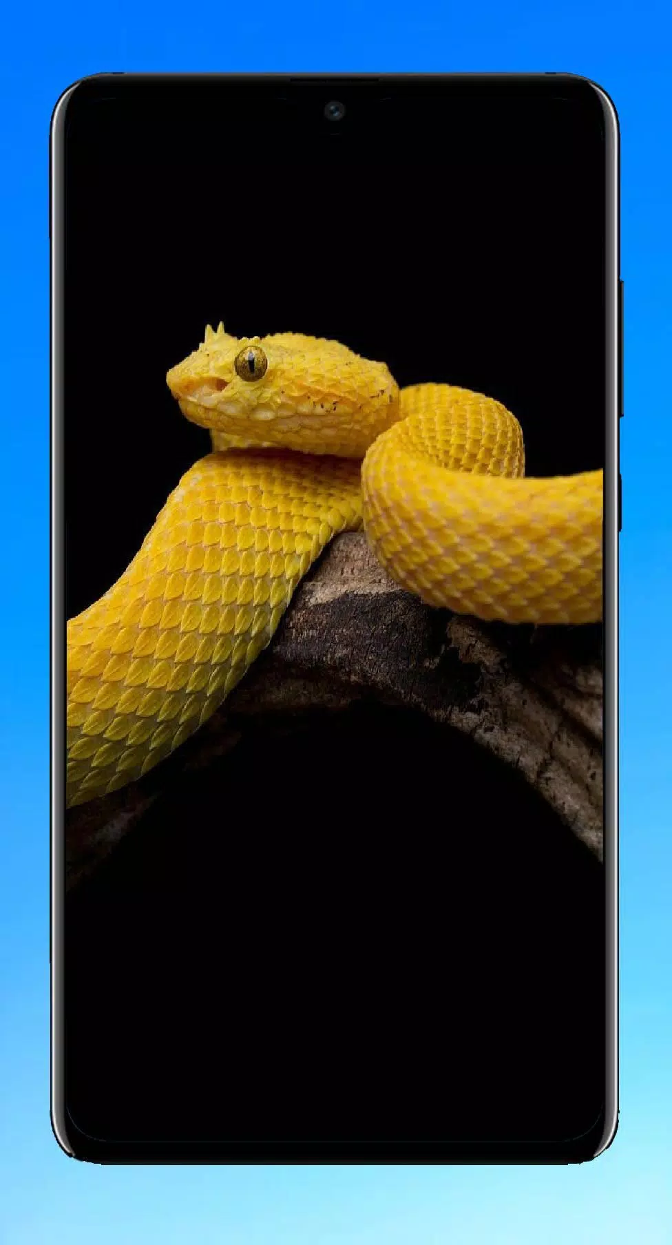 Tải xuống APK Snake Wallpaper cho Android