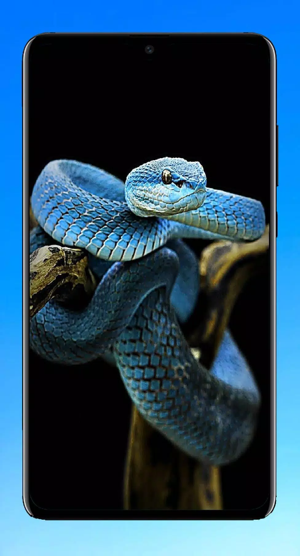 Tải xuống APK Snake Wallpaper cho Android