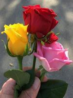 鮮花和玫瑰圖像 截圖 2