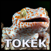 Suara Tokek