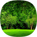 أصوات الغابات أيقونة