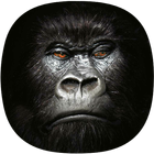 Gorilla sonne icône