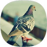 Pigeon Sounds biểu tượng