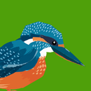 Junior Birder Adventure APK