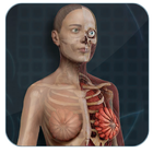 Female Anatomy 3D : Female 3D organs Anatomy icon