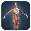 Female Anatomy 3D Human Orgons APK