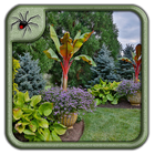 Tropical Garden Plants Design Ideas icône