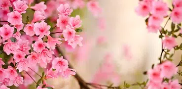 Spring Flowers Live Wallpaper