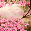 ”Spring Flowers Live Wallpaper