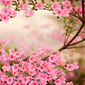 Spring Flowers Live Wallpaper أيقونة