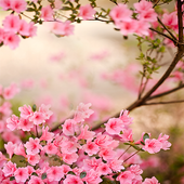 Spring Flowers Live Wallpaper icono