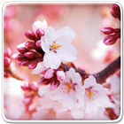 Spring Live Wallpaper icon