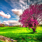 Spring Live Wallpaper আইকন