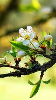 Spring Live Wallpaper اسکرین شاٹ 2