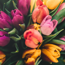 Spring Wallpaper HD APK