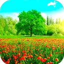 Spring Wallpaper HD APK