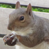 Linkverwaltung Eichhörnchen icono